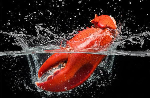 Oversized Premium Wild-Caught Lobster Knuckles